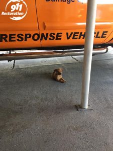911-Restoration-is-pet-friendly San Diego